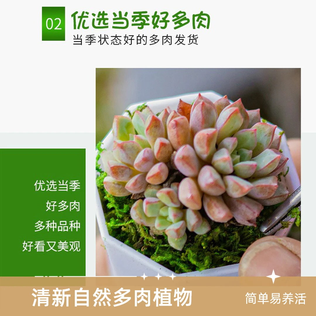 高质放青松绿植P1多肉植物带盆x10多肉小植盆栽仙人球超市学校摆