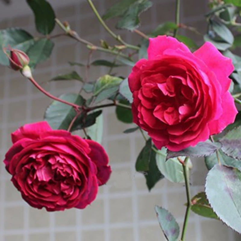 软香红 中国古老月季 四季勤开 浓香 阳台庭院可盆栽植物花卉多季