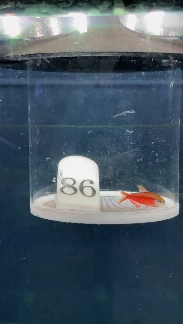 灯科鱼【86】金头超级红魔鬼