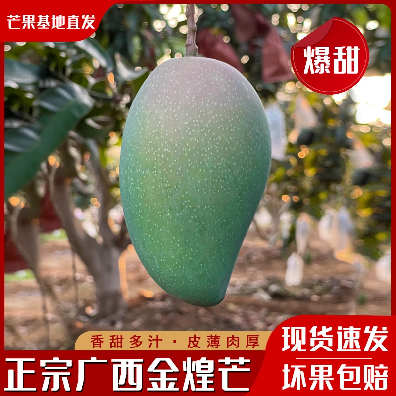 广西青皮金煌芒 产地直发 爆甜多汁 当天采摘 整箱5/9斤 当季水果