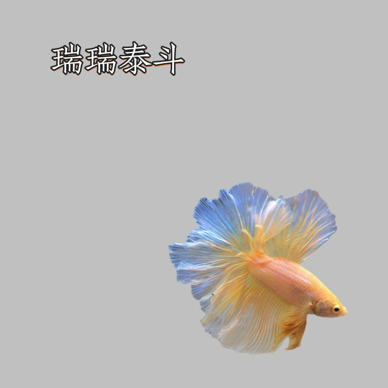 A16（361-384）泰国斗鱼精品鱼小型热带观赏鱼【直播间选鱼】