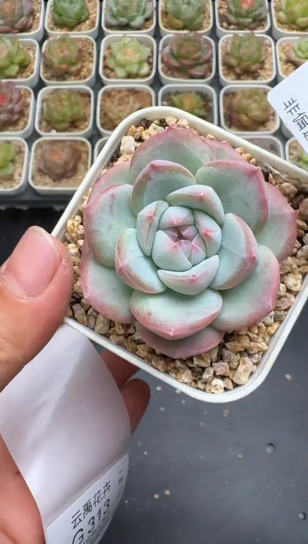 312G云禹多肉植物 脱土纸巾打包 3颗包邮