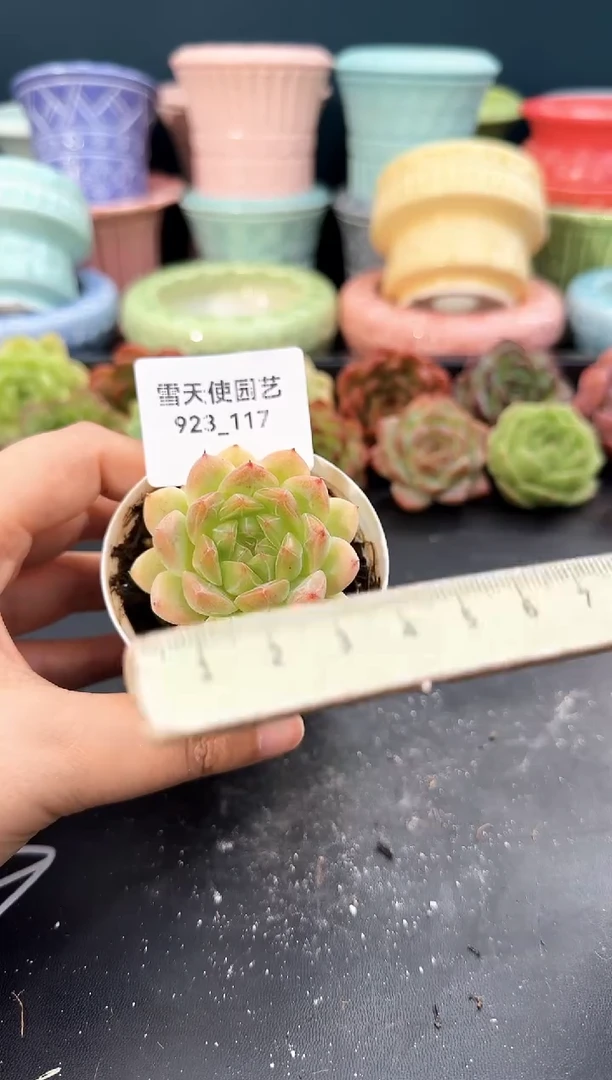 923-117青山（冠幅5cm）