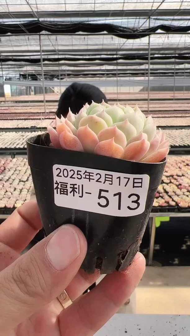 【闪购商品】福利多肉-513