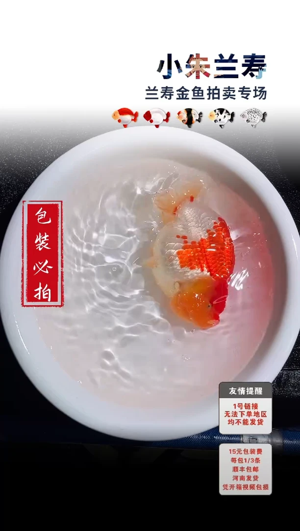 金鱼 包装必拍未拍顺丰到付77号
