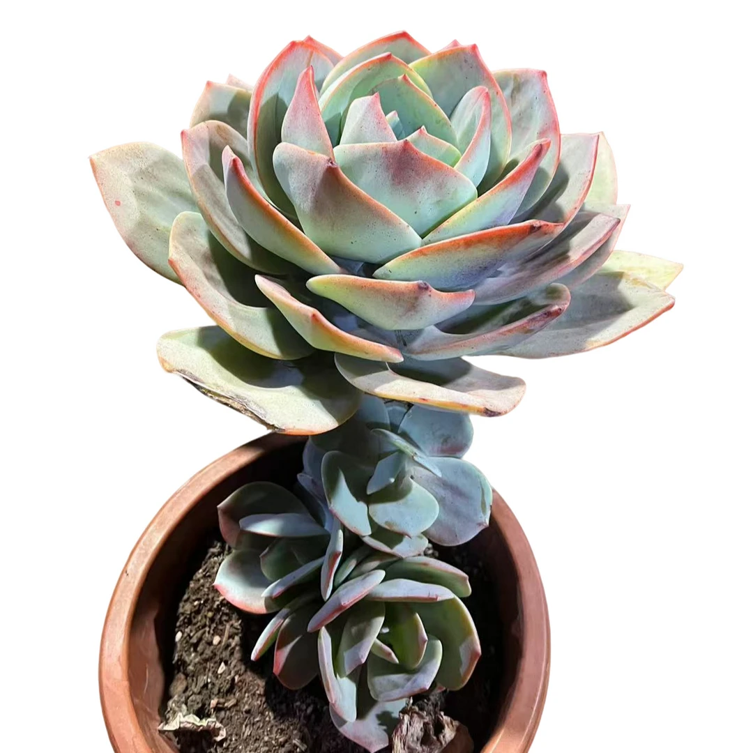 精品多肉    精致血凤