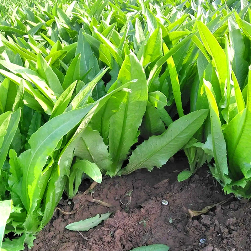 大连溯源油麦菜净重1.5斤京东送货上门