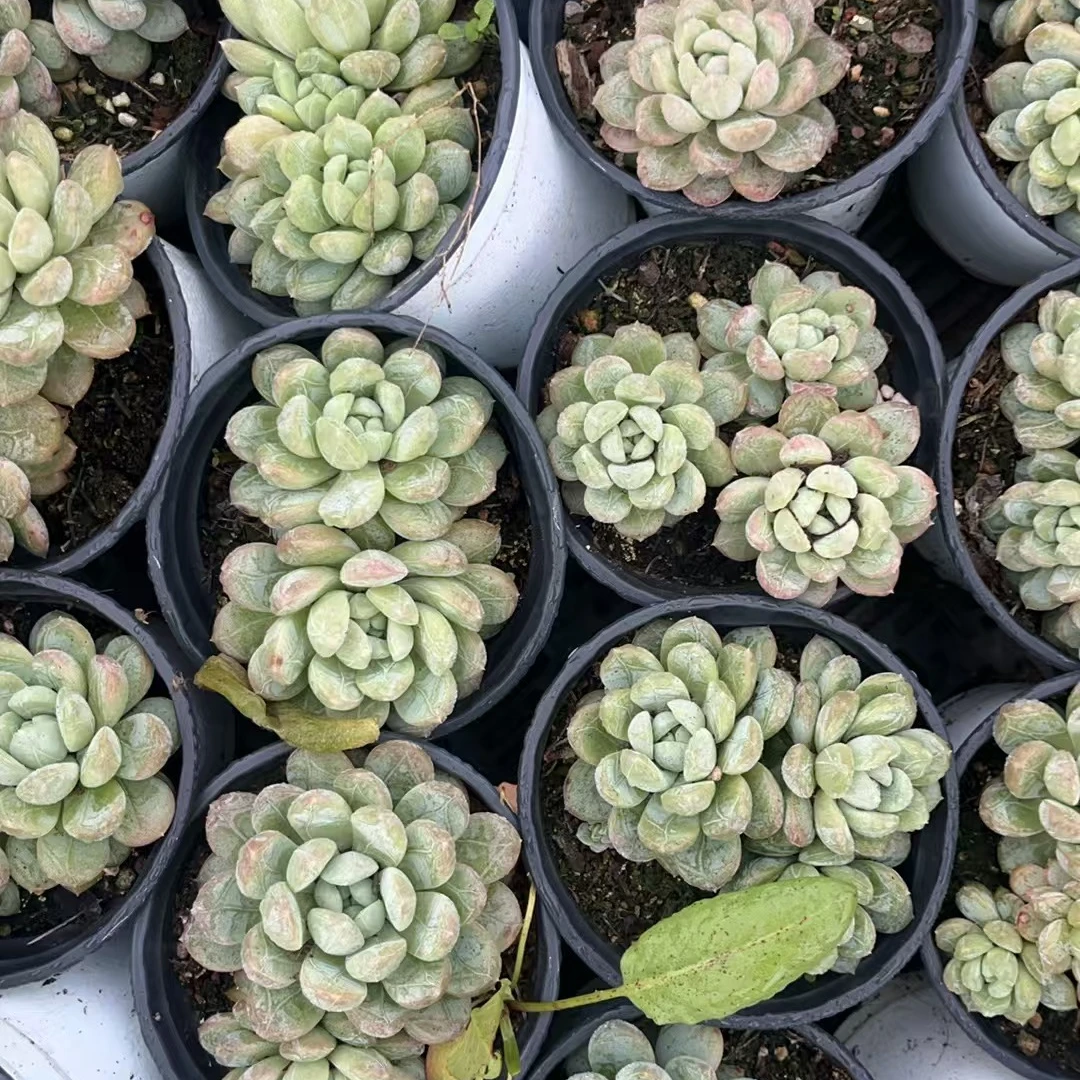 百达翡翠两盆多肉