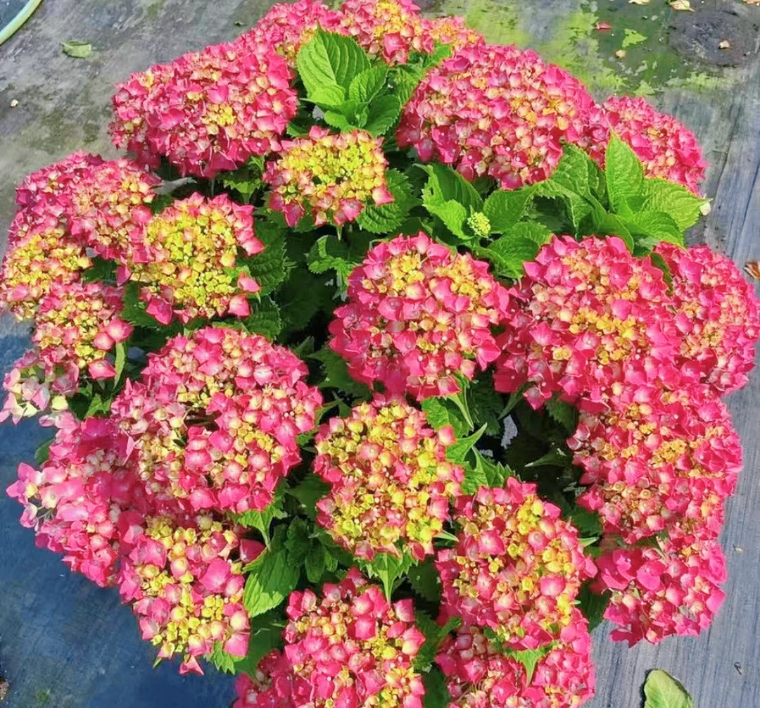 大花绣球《无尽夏第五代.袭夏》（已发货不支持拒收或仅退款）