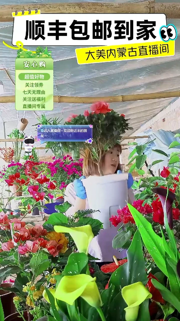 带盆杜鹃顺丰包邮