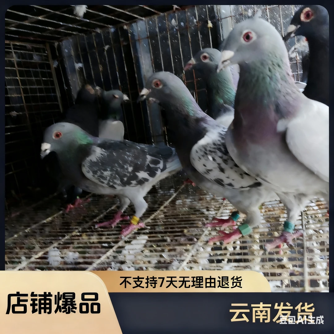云南家养大体活体生鲜肉鸽信鸽种鸽适合养殖
