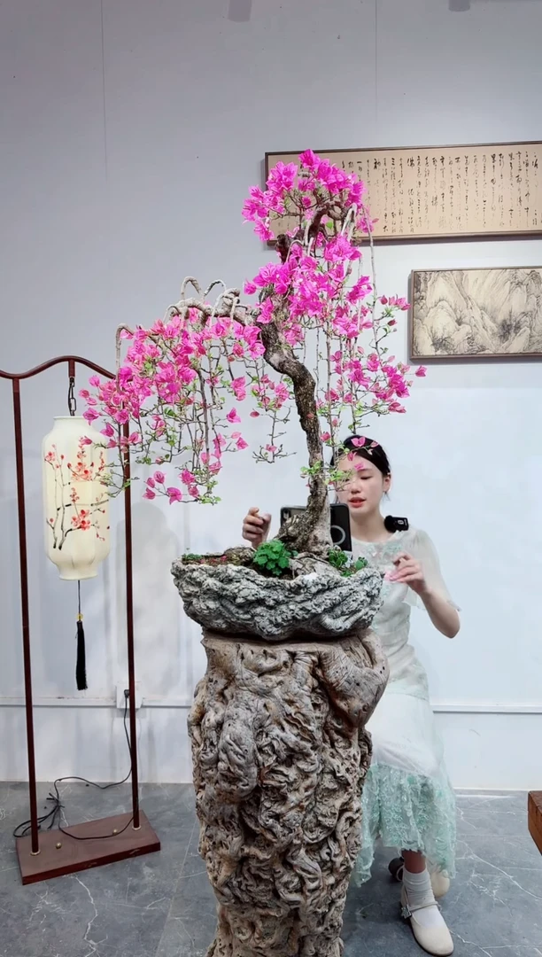 三角梅三角梅什么