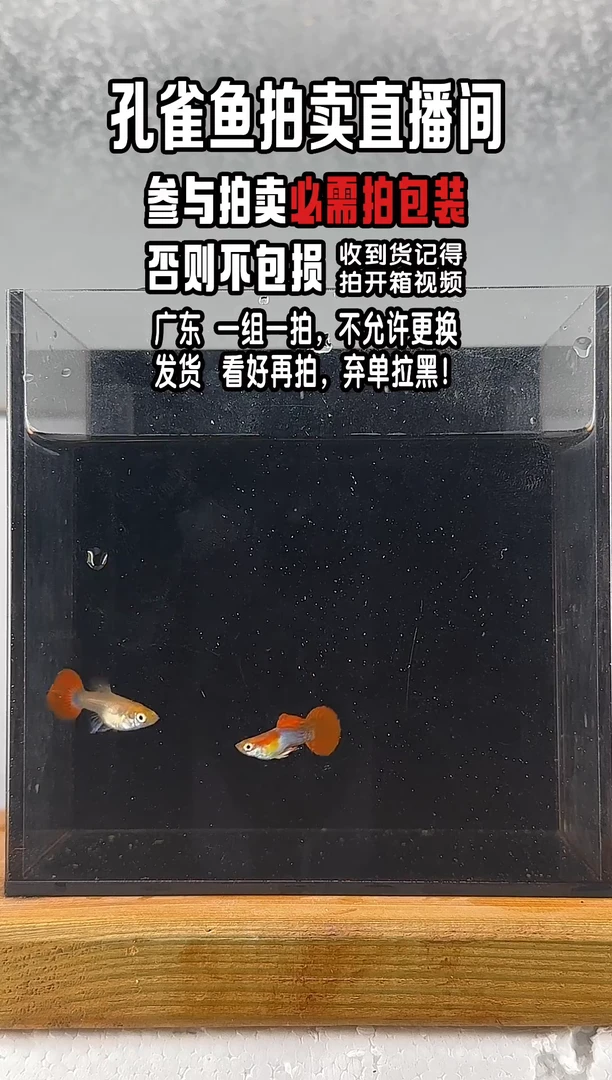 孔雀鱼黄爆球孔雀鱼