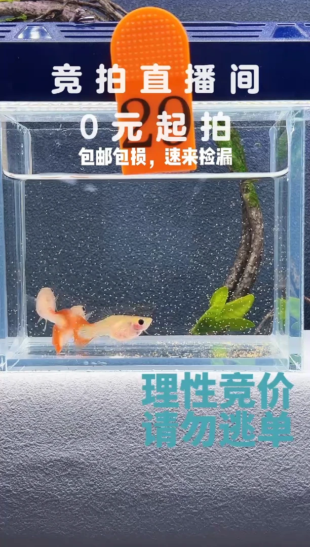 孔雀鱼银河琉璃三个带胎母鱼编号29