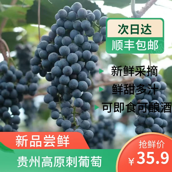 贵州高原刺葡萄，自然成熟，酸甜多汁！即食鲜润，自酿美酒，品质之选！
