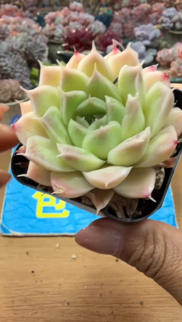 东云多肉园二店-37