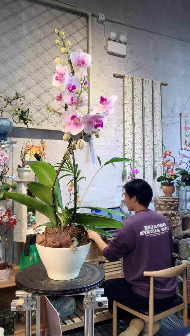 大部分花苞少量开放512蝴蝶兰艺术盆景