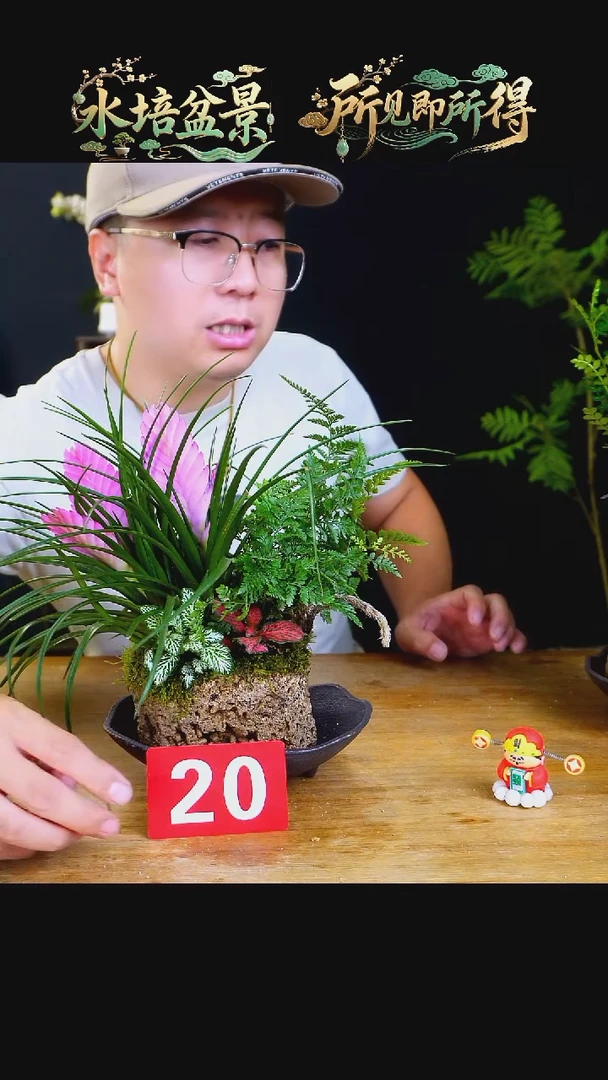 石云社一物一拍组合盆栽20