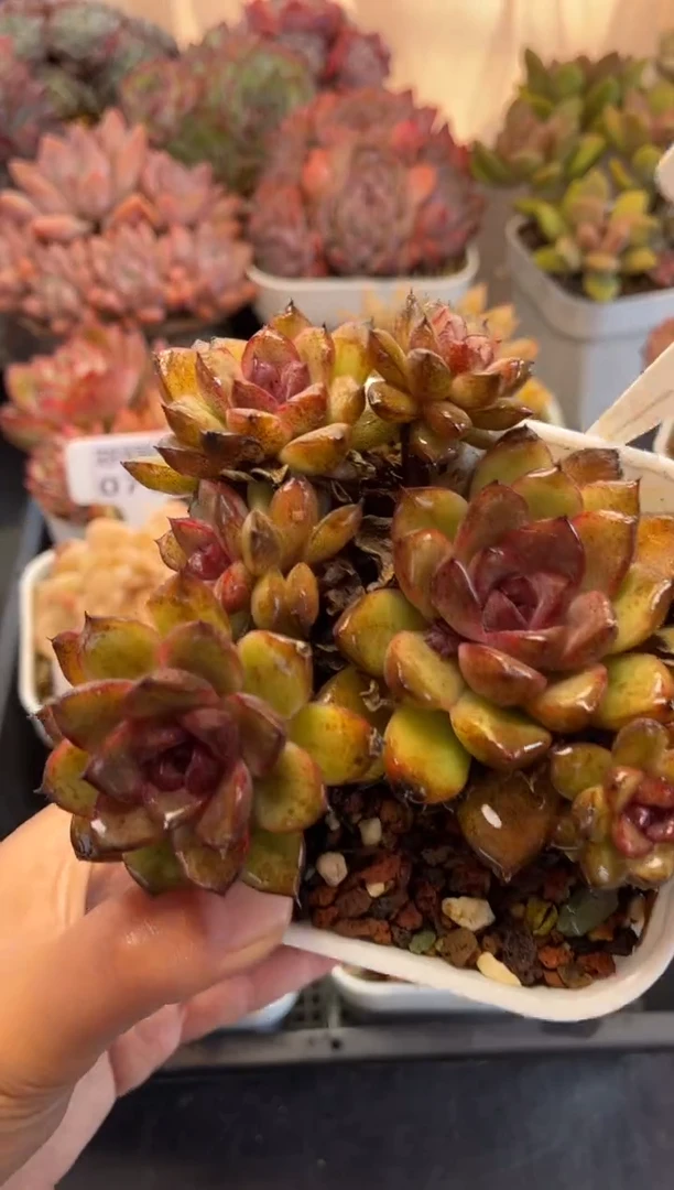 0708（天冷必拍保温箱）