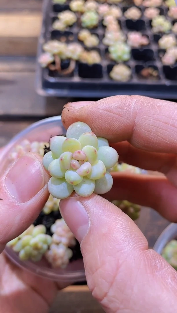 【闪购商品】109阳光玫瑰量拍两盒