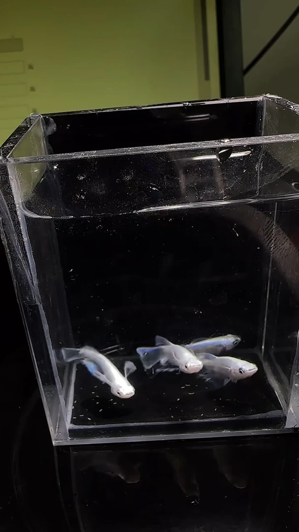 青鳉鱼观背青鳉观背青鳉47