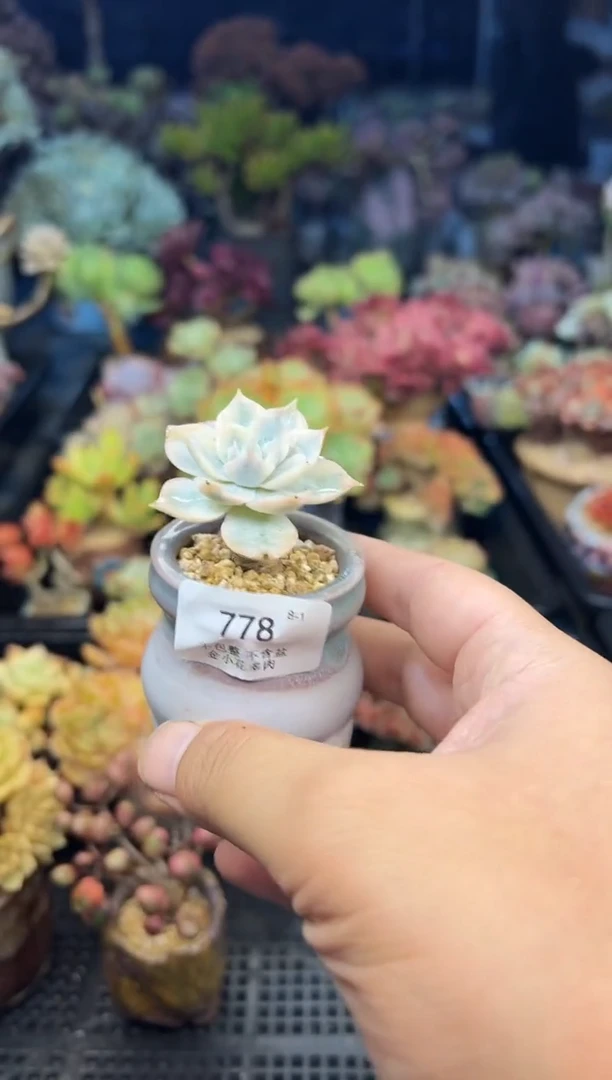 菲*778          不带盆