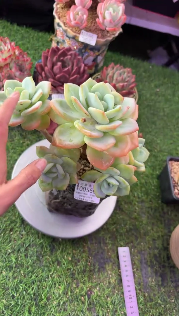 昆明印象多肉00566