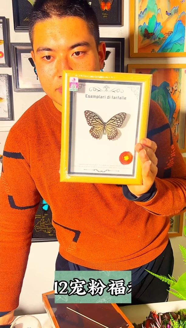 有机玻璃八寸相框超大的蝴蝶