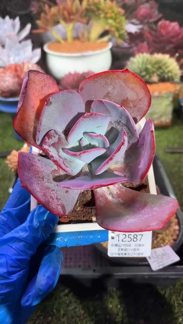 【闪购商品】12587