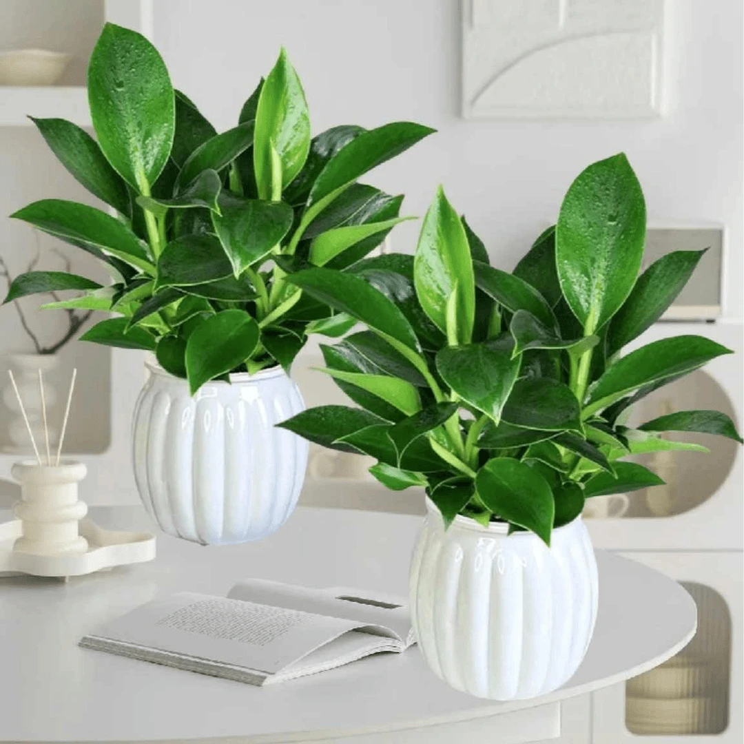 【花伴水】买一送一金钻南瓜盆好养水培室内植物办公室桌面室内盆栽