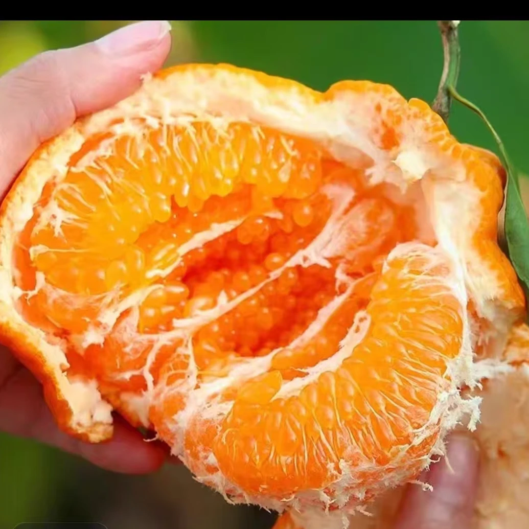 【黑馬生鲜】正宗水果新鲜应季批发粑粑橘子现摘现发头茬带箱5斤