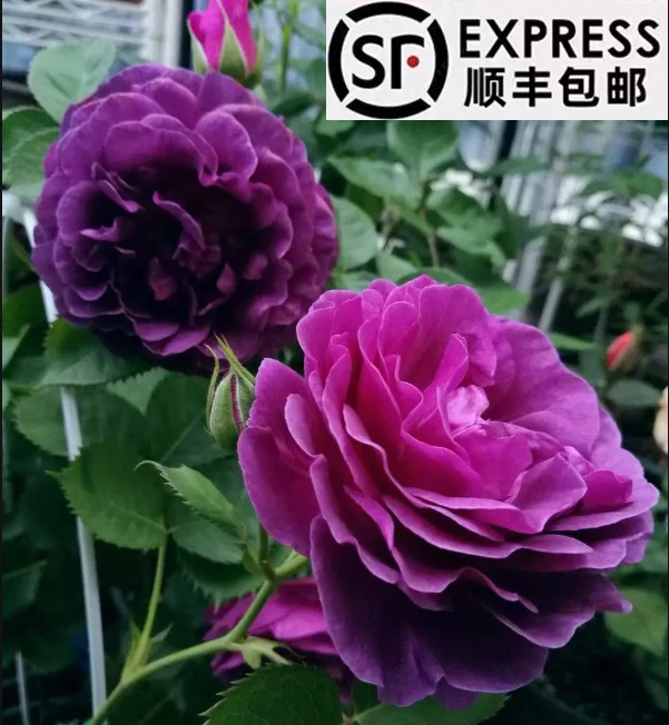 比利時  爬藤月季大花浓香型庭院阳台种植四季开花