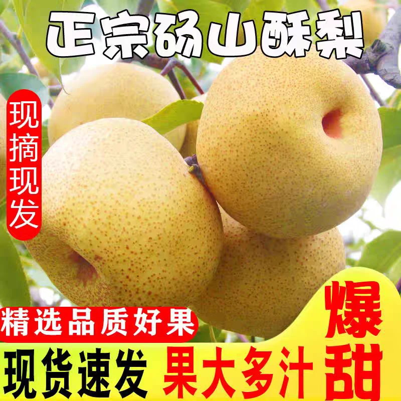 砀山梨老树梨王新鲜采摘现摘现发脆甜多汁无渣皮薄