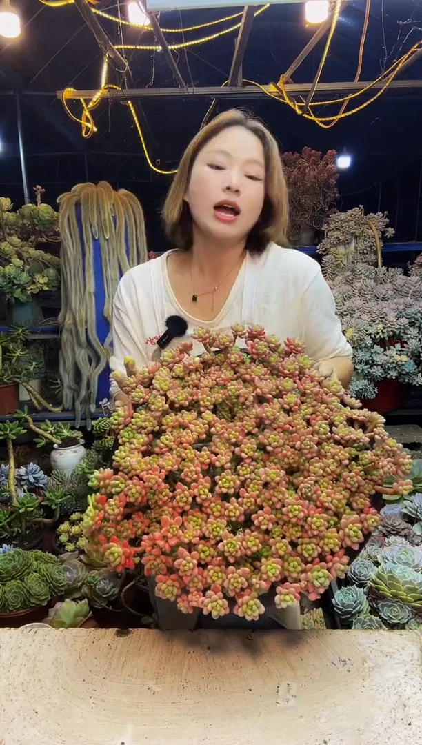 虎****）巨无霸鱼子酱一物一拍带盆（物流自理）