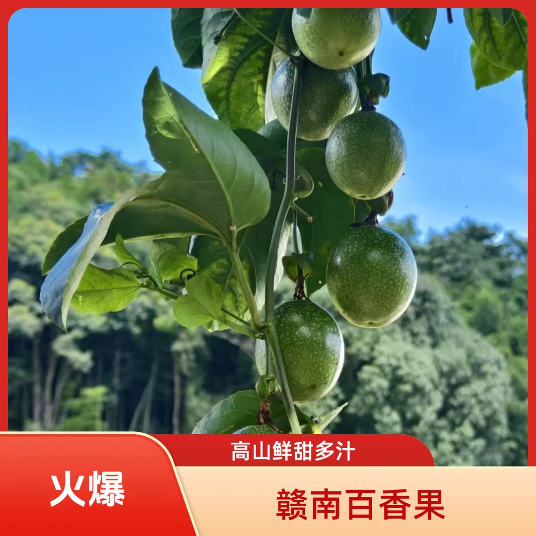 赣南高山钦蜜9号百香果钦蜜九号九号新鲜当季水果香甜多汁VC爆满