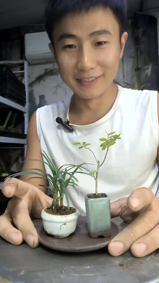 淡***味中青园艺一物一拍148