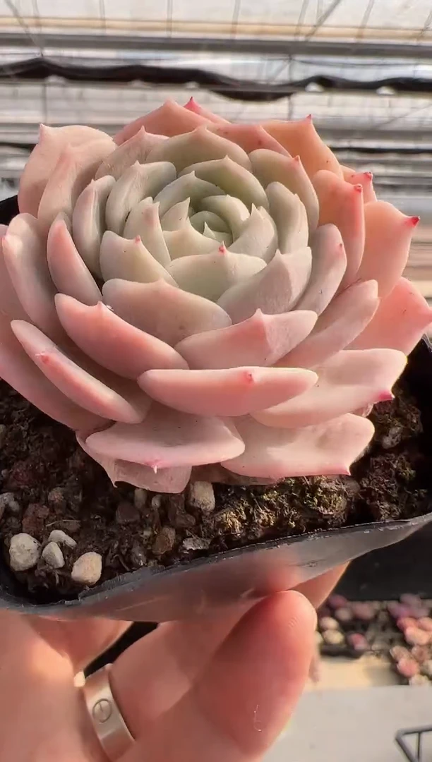 【闪购商品】蓝星-6