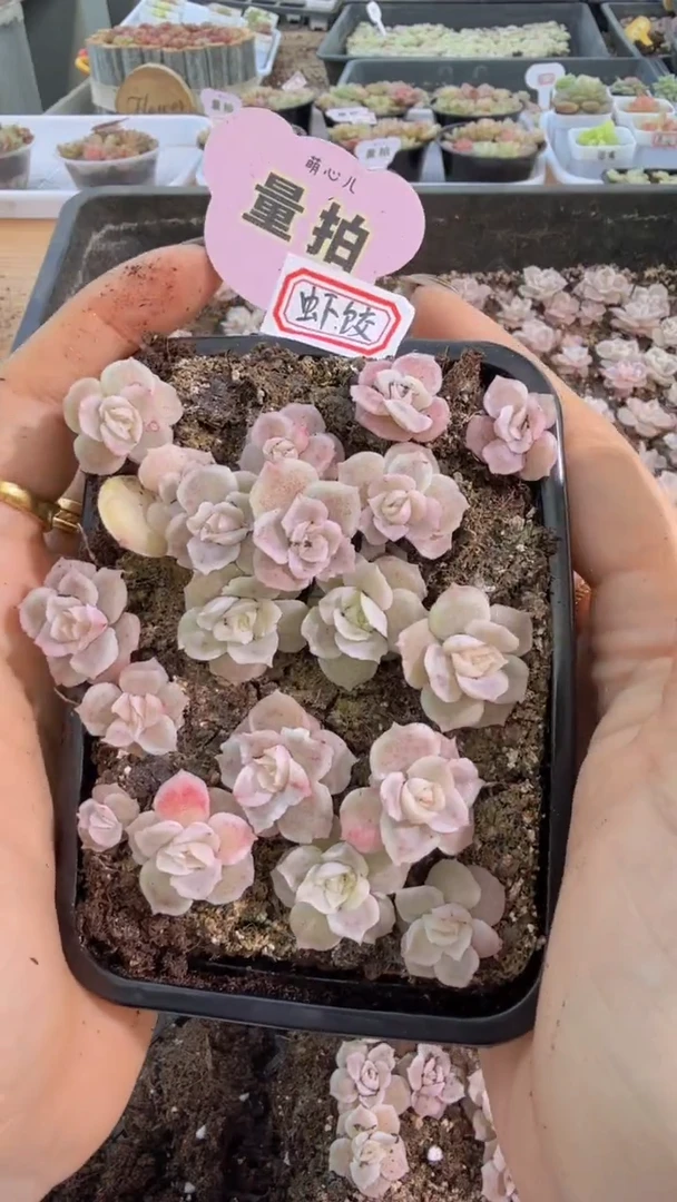 虾饺切糕1盒 量拍多肉植物