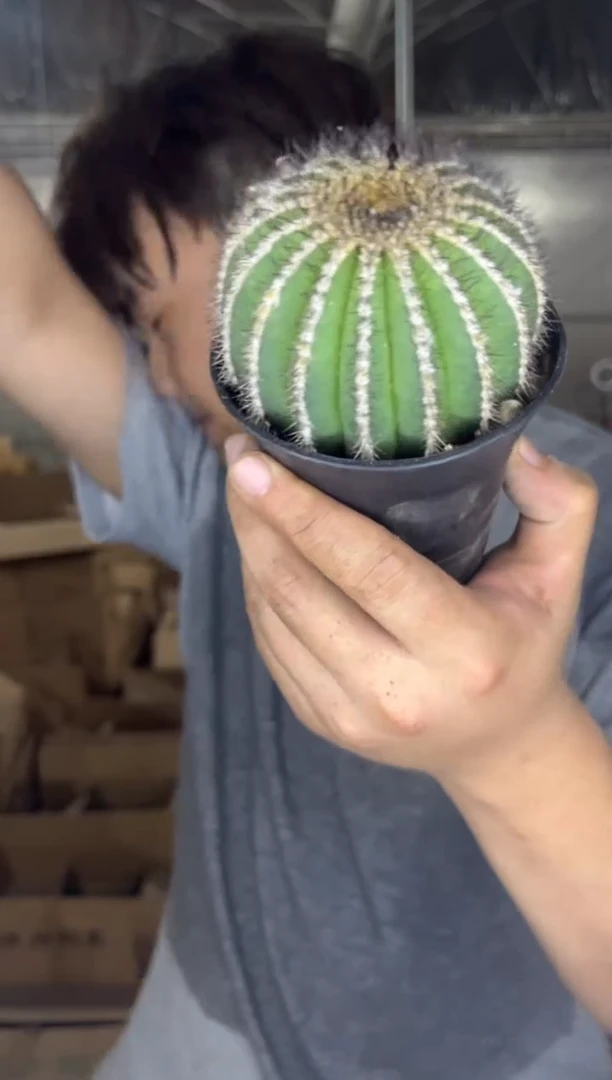 悠博球【带盆土】5-7cm