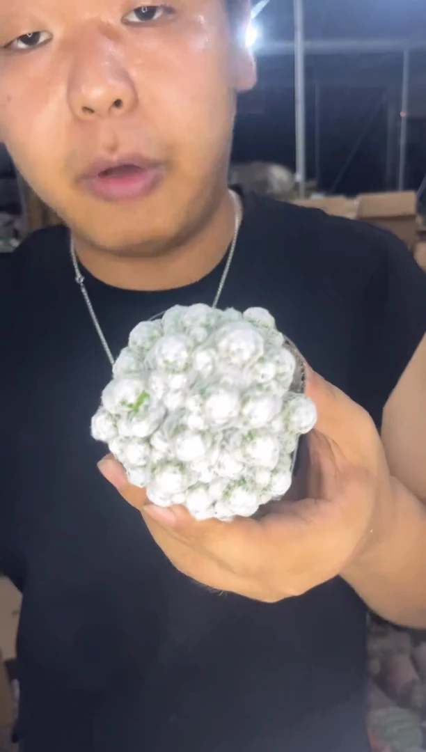 精品 姬春星 群生【带根】6-8cm