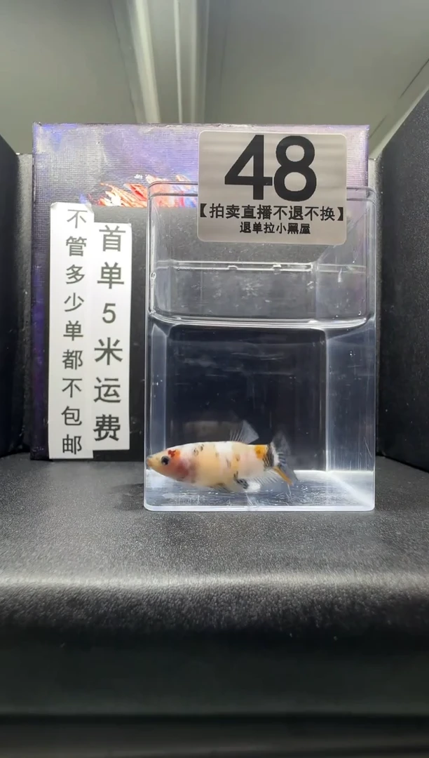 斗鱼母鱼编号：48