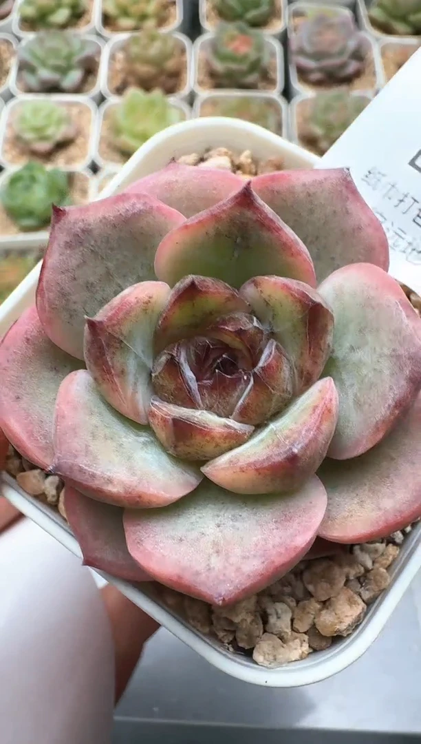 551D云禹多肉植物 带盆土纸巾打包 3颗包邮