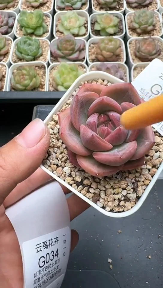 033G云禹多肉植物 默认脱土纸巾打包 3颗包邮