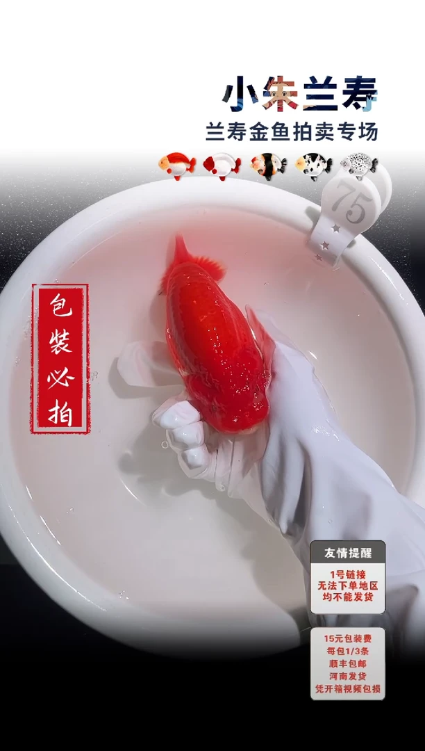 金鱼包装必拍未拍顺丰到付75号