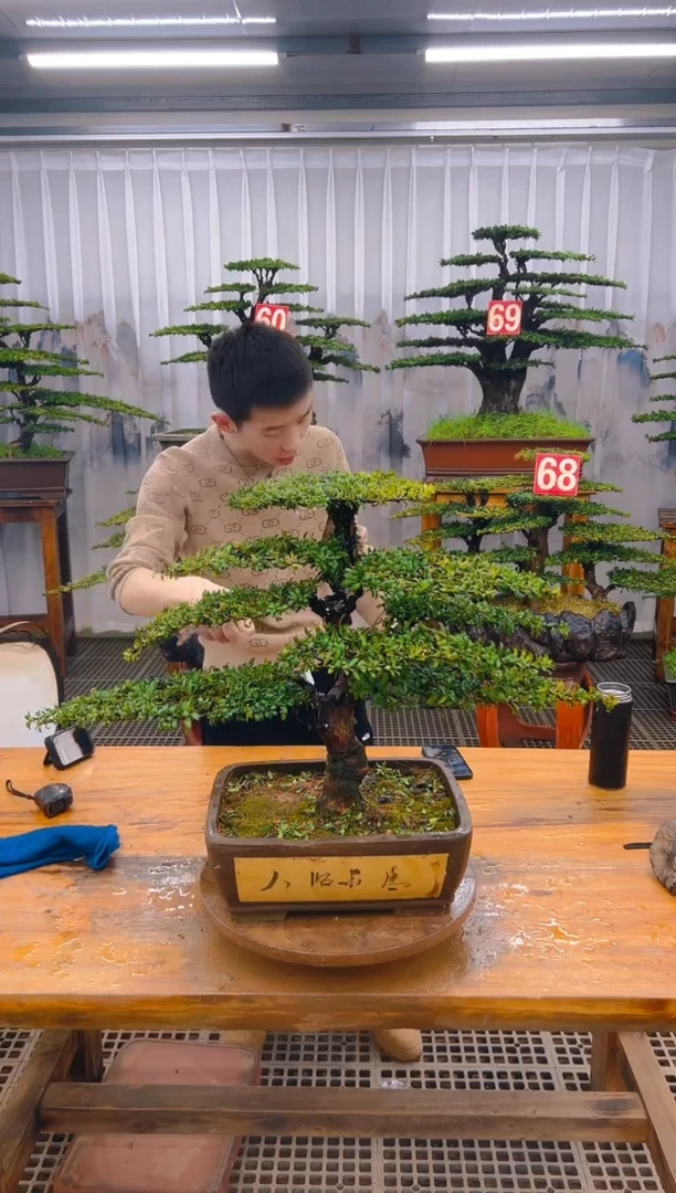 【闪购商品】紫砂精品盆景直播间一物一拍