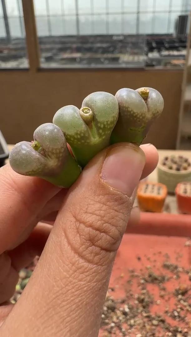 14-293多肉植物肉锥