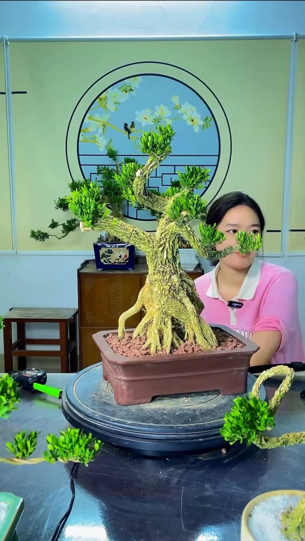 完全开放广东雀舌皱皮黄杨高端盆景