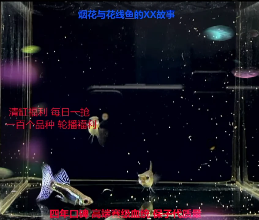 孔雀鱼白子基因蓝草亚成精品体验1对