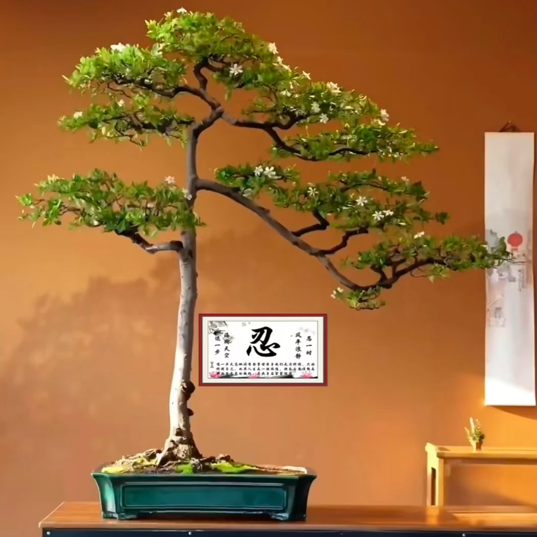 海岛栀子花，茶室空间造景，庭院绿植