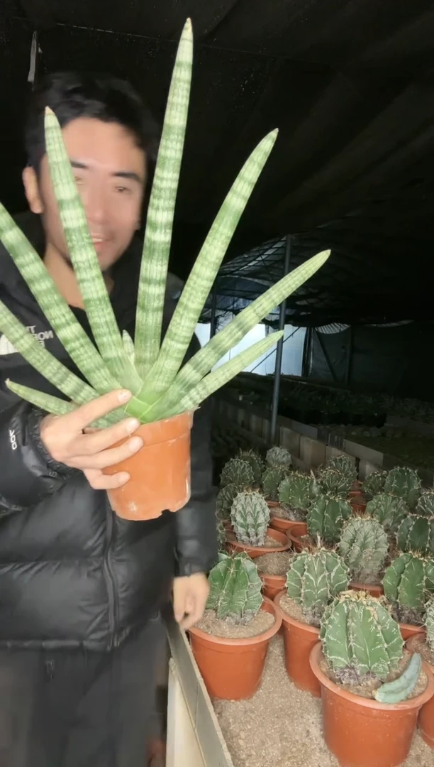 【闪购商品】棒叶虎皮兰1111111